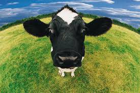 cow